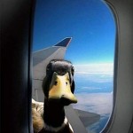 pato
