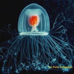turritopsis-nutricula